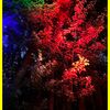 24.06.2023 40. Geburtstag Gartenparty, Freudenberg - Wildenburg